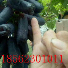 天津市塑膠地板價(jià)格 天津市塑膠地板公司 圖片 視頻